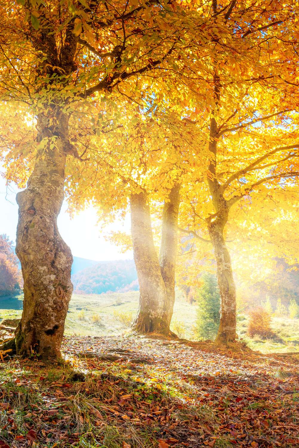 Wald & Bäume Herbst Sonne Poster XXL 100x150cm im Hochformat