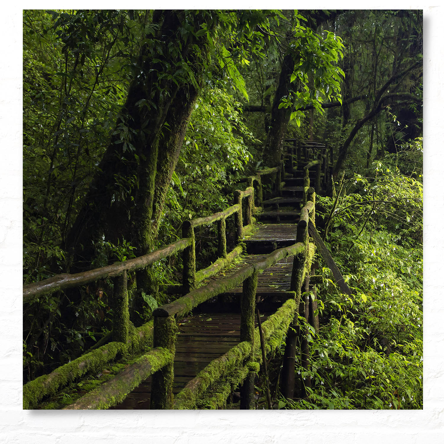 WandPoster Wald & Bäume Wanderung, 50x50cm