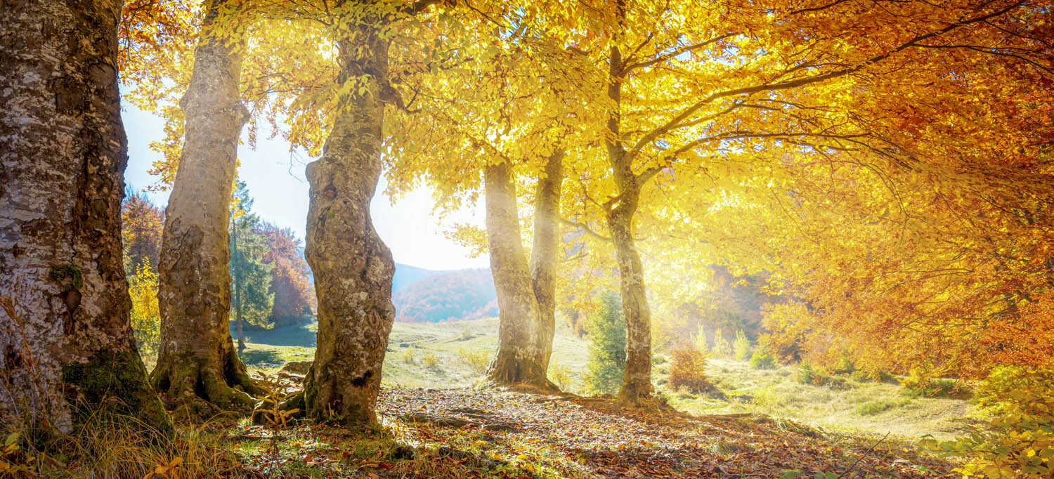 Wald & Bäume Herbst Sonne als Poster 110x50cm