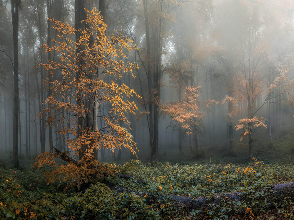 Alu-Dibond Bild Herbstidylle, Wald, 100x75cm groß