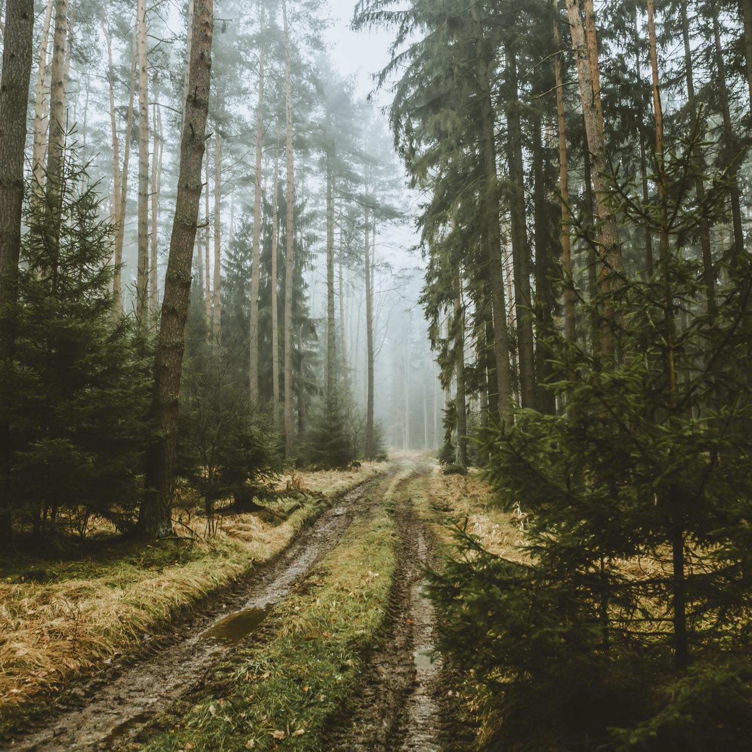 Poster 50x50cm Spaziergang Wald