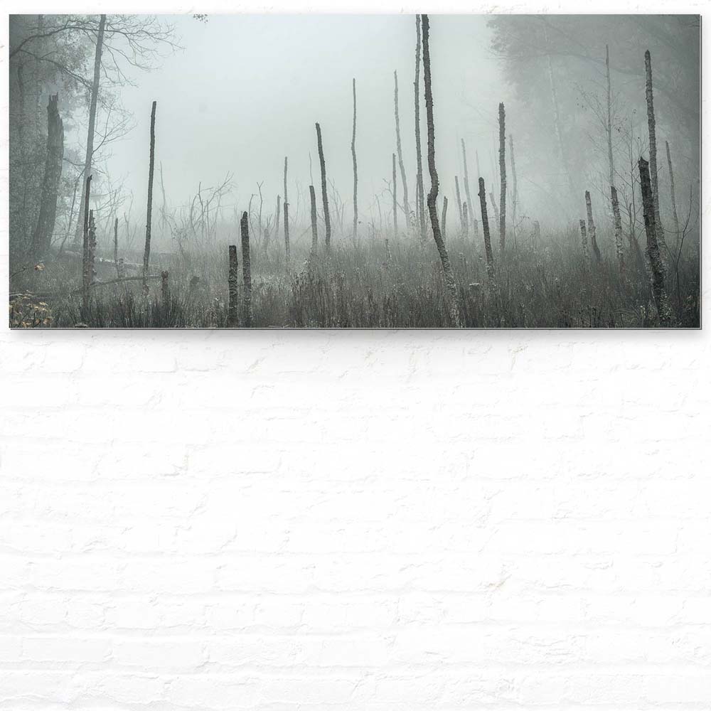 Wandbild auf Alu-Dibond, Wald Bäume Sumpfgebiet, 110x50cm groß