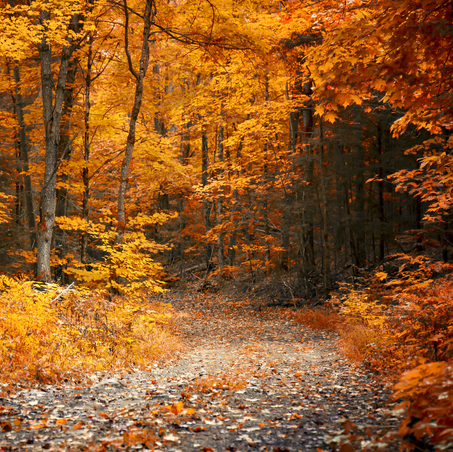 Poster 50x50cm Herbst Wanderung II Wald & Bäume