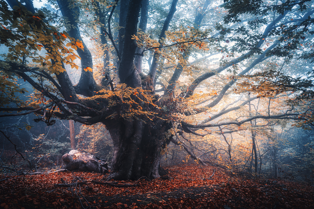 Baum Herbstbuche als Keilrahmenbild 120x80cm