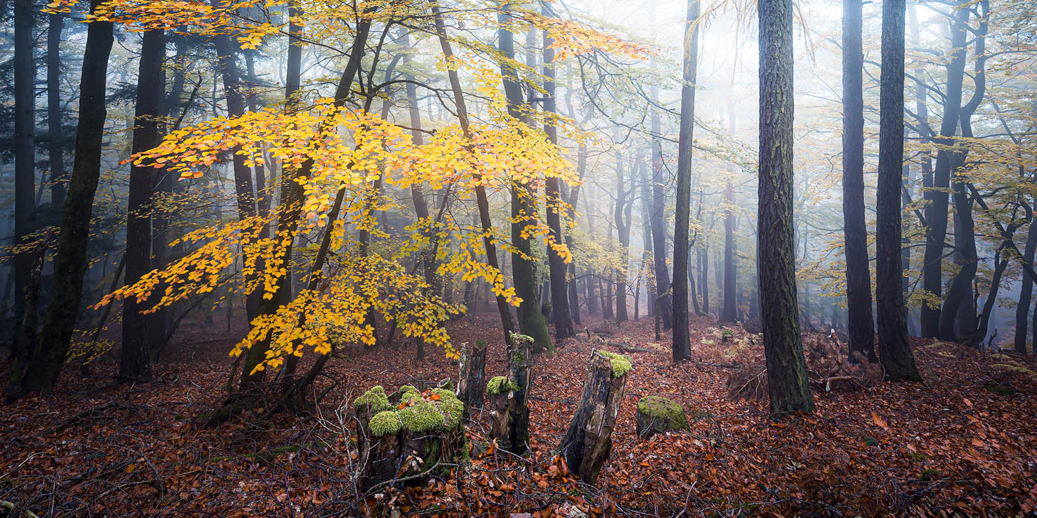 Wald & Nebel Herbst im Pfläzerwald  im schwarzen Bilderrahmen, 180x90cm