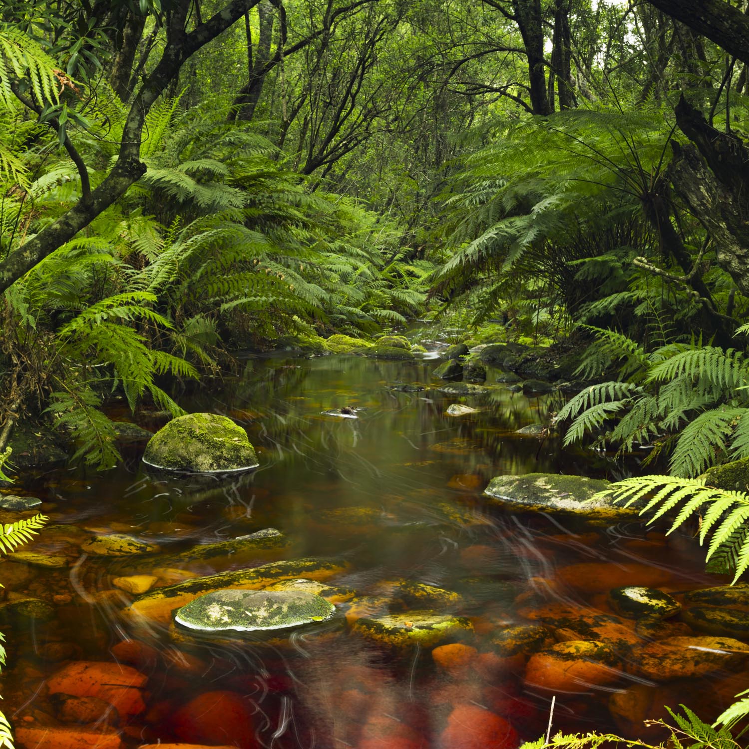 WandPoster Wald & Bäume Wasserlauf, 50x50cm