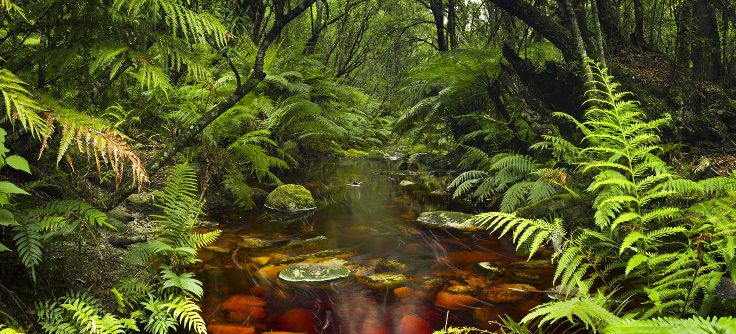 Wald & Bäume Wasserlauf im schwarzen Bilderrahmen, 110x50cm