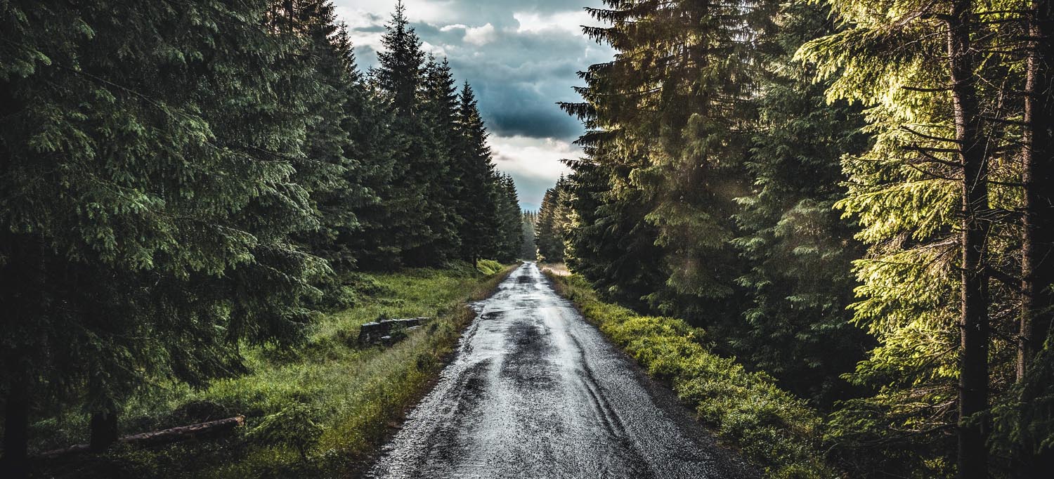 Wald & Bäume Tannenpfad als Poster 110x50cm