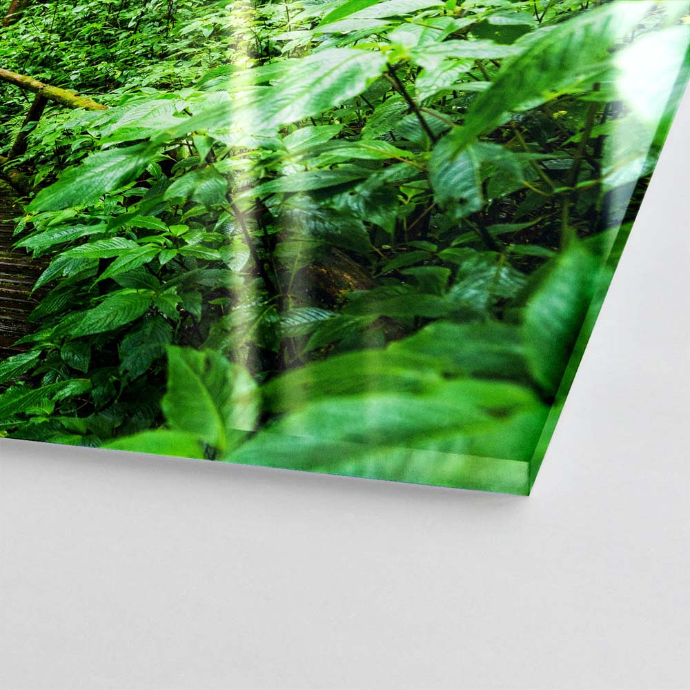 Panorama Acrylglasbild 180x90cm Regenwald Holzpfad