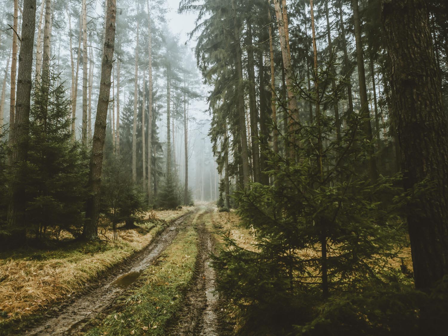Wald Spaziergang im schwarzen Bilderrahmen, 100x75cm