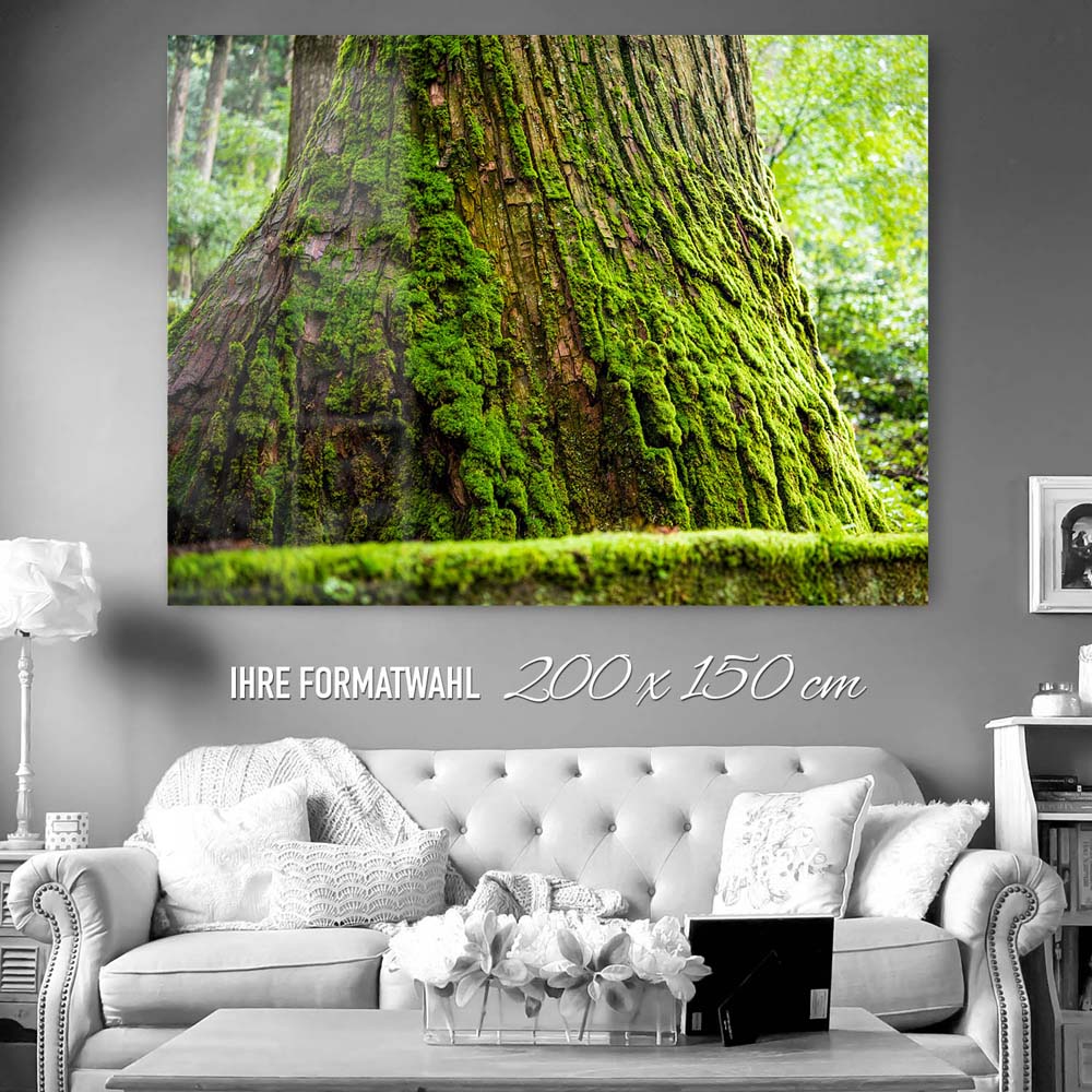 200x150cm großes Acrylglasbild, Wald & Baum Moos