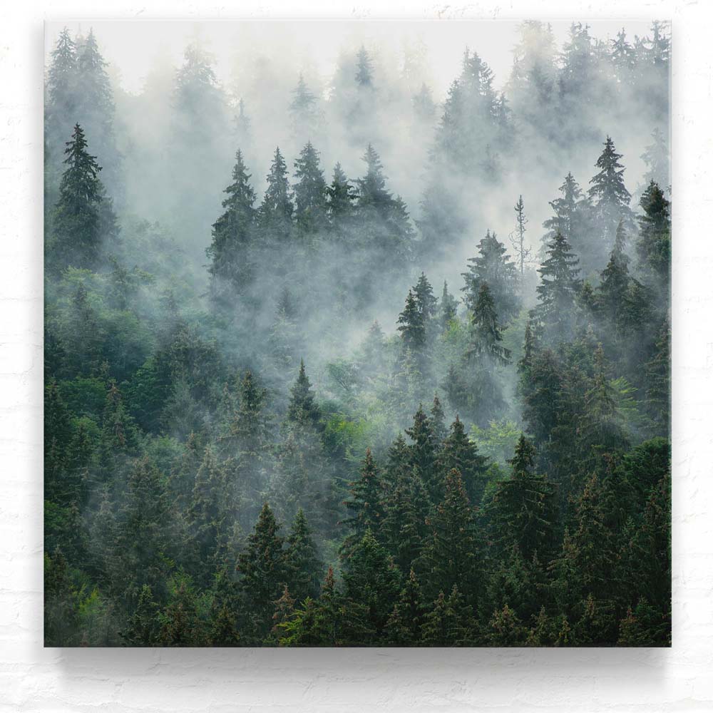 Wald & Bäume Nebelstimmung als Leinwand Bild 80x80cm