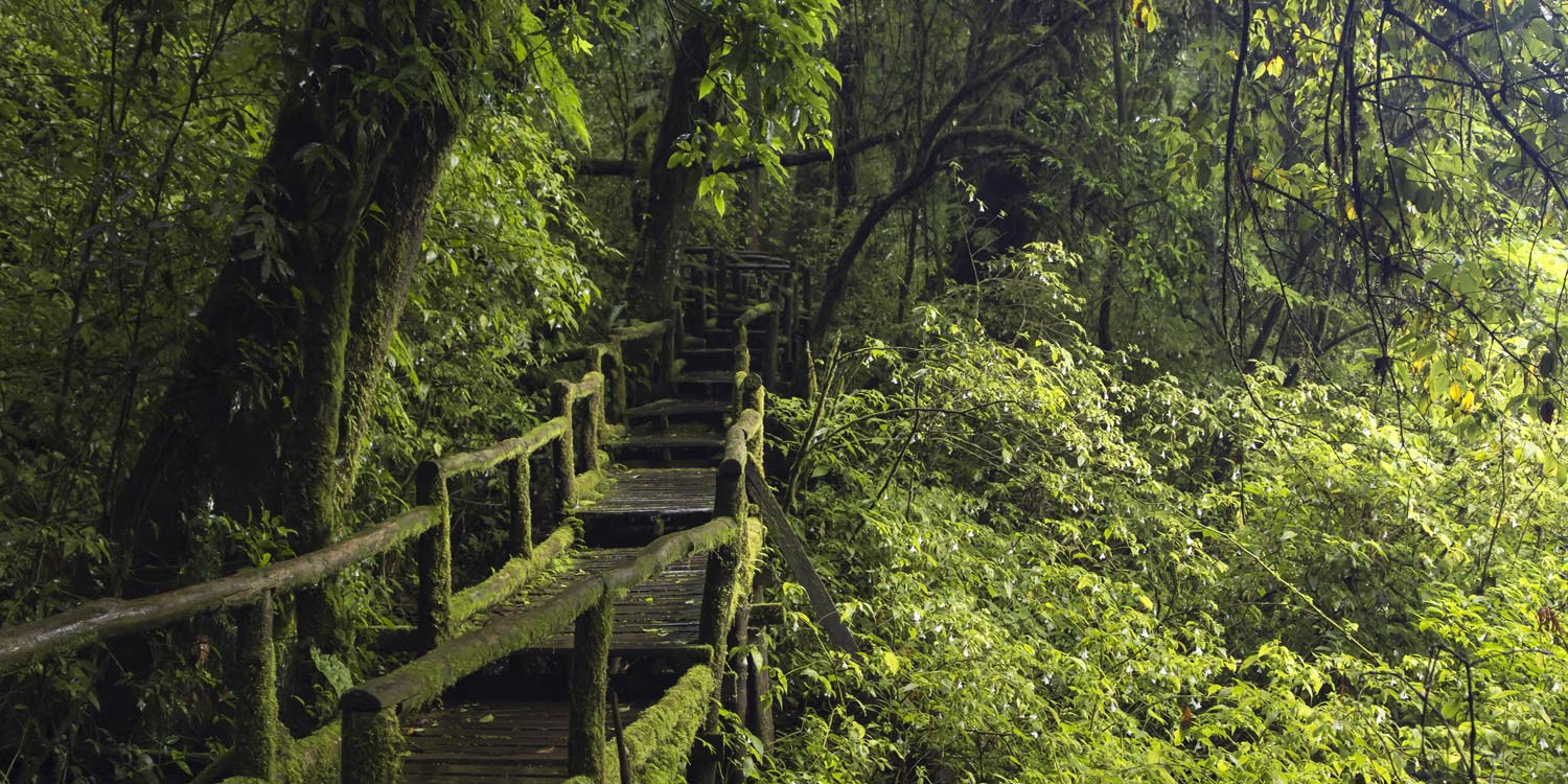 Wald & Bäume Wanderung als Keilrahmenbild 180x90cm