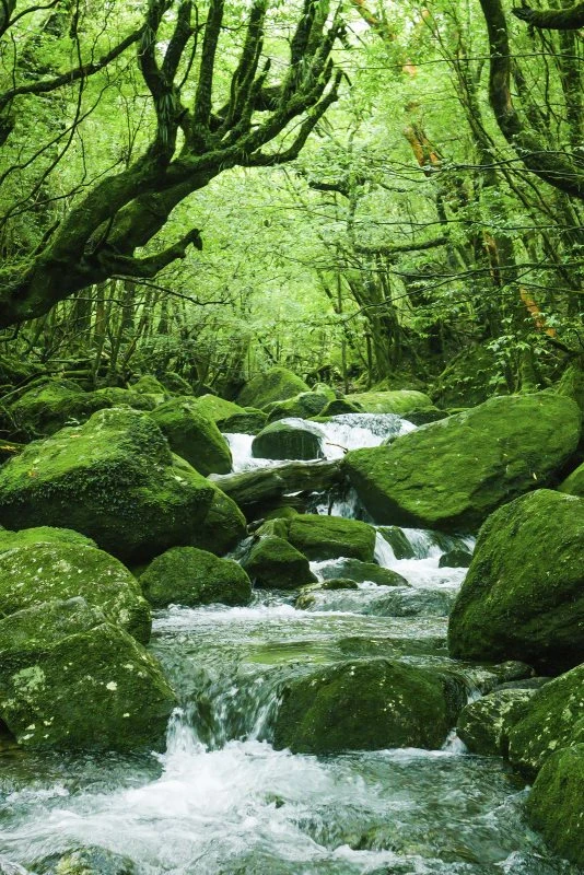 Flüsse & Seen im Hochformat 40x60cm Japan Waldbach mit weißen Bilderrahmen