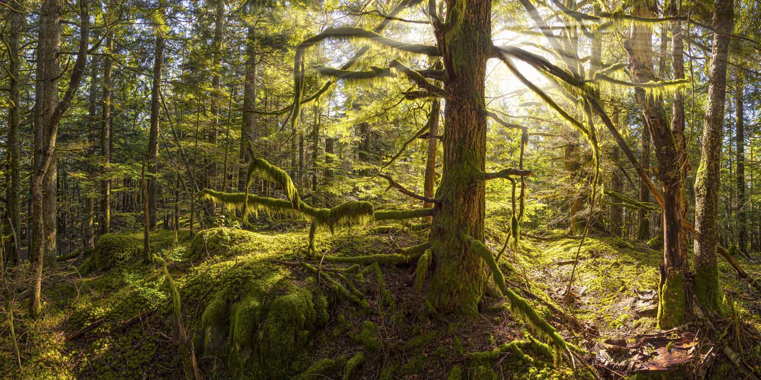 Wald Baum Sonnenhain im weißen Bilderrahmen, 180x90cm