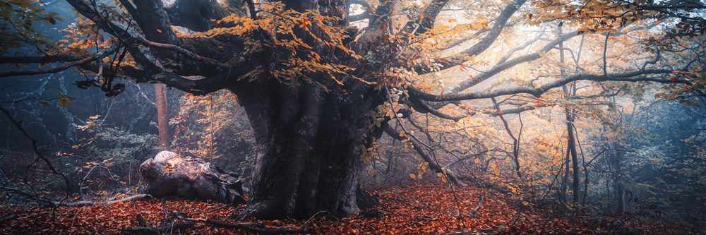 Baum Herbstbuche im weißen Bilderrahmen, 150x50cm
