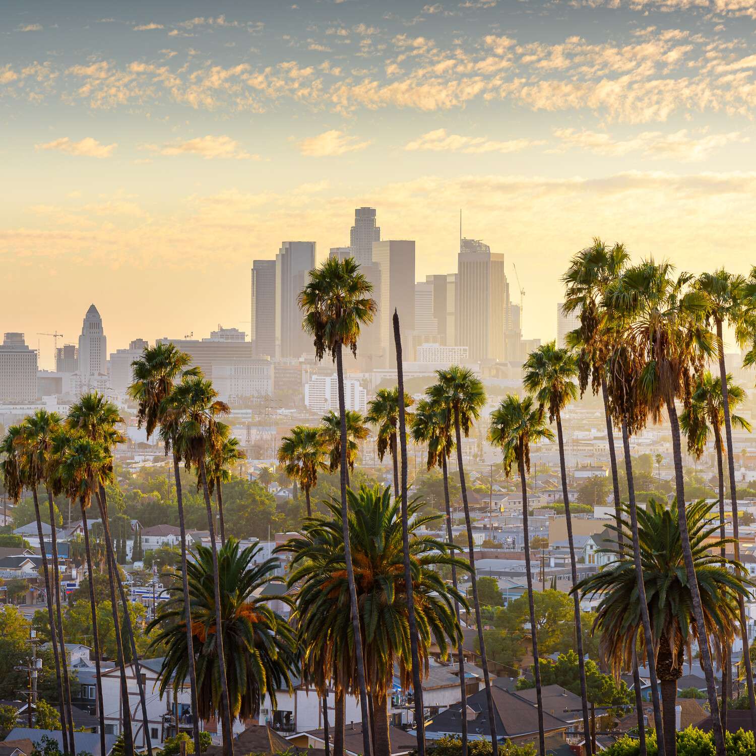 Poster 50x50cm Los Angeles Palmen Skyline