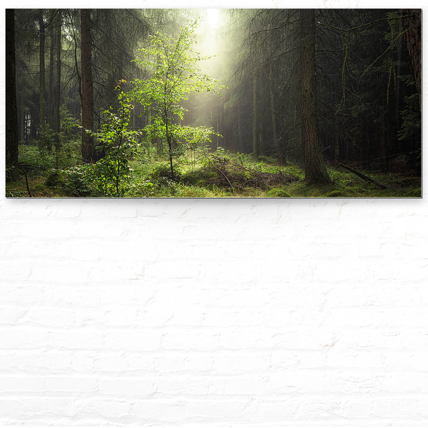 Wald & Bäume Lichtung als Acrylglasverbund Bild 110x50cm