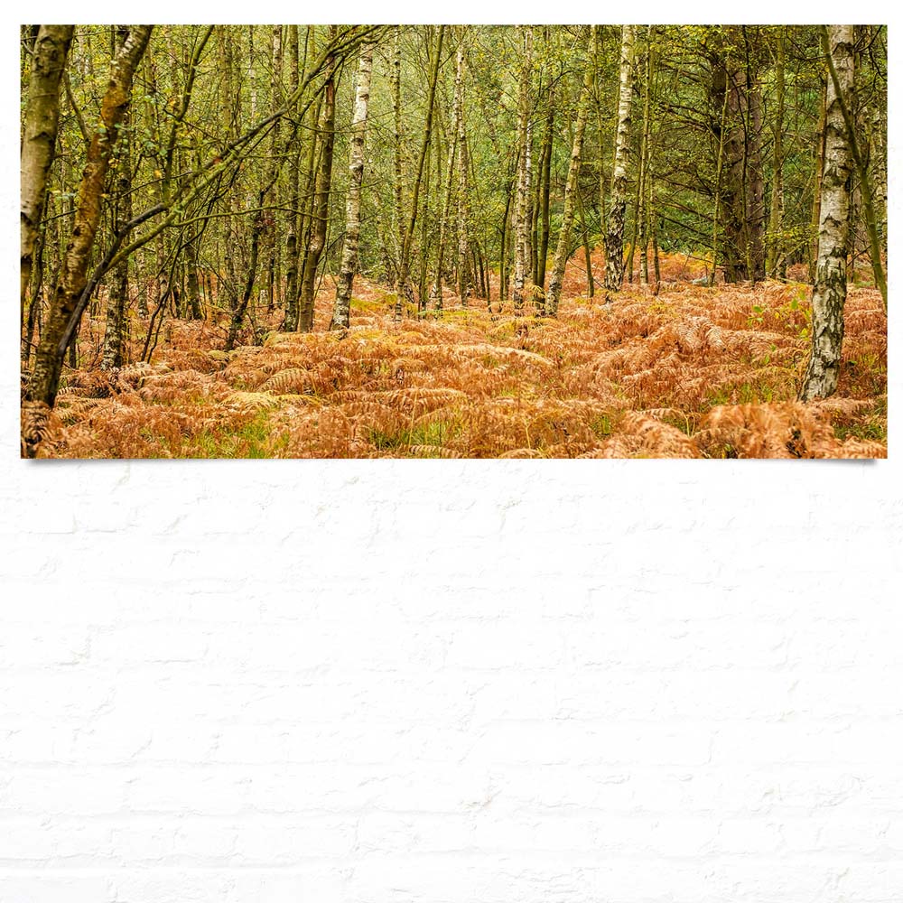 Wald & Bäume Farn im Herbst als Poster 120x60cm