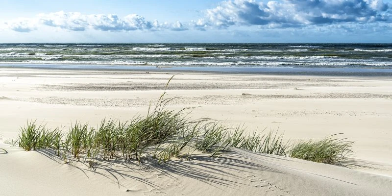 Strand & Meer Dünengras Ostsee als Acrylglasverbund Bild 120x60cm