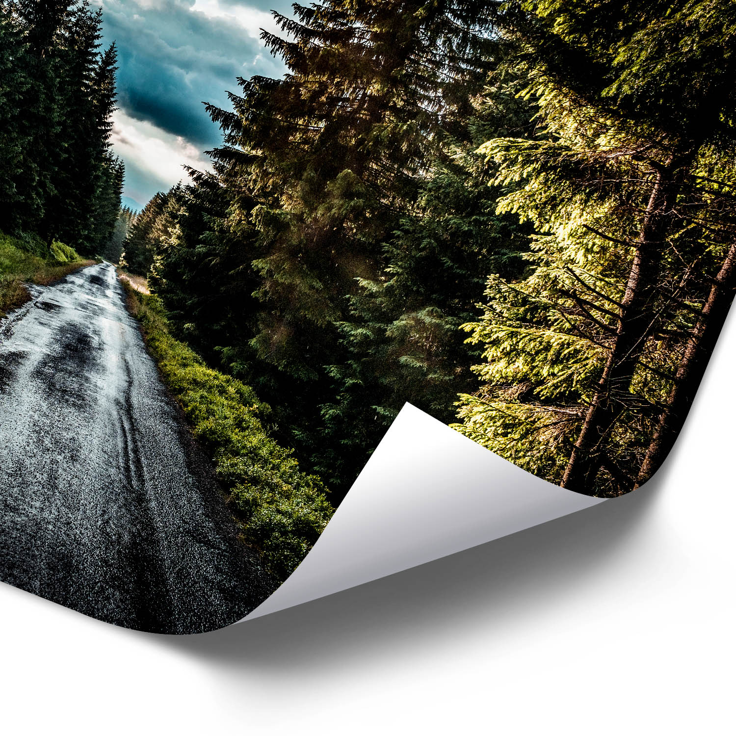 Großformat Poster Wald & Bäume Tannenpfad, 180x90cm