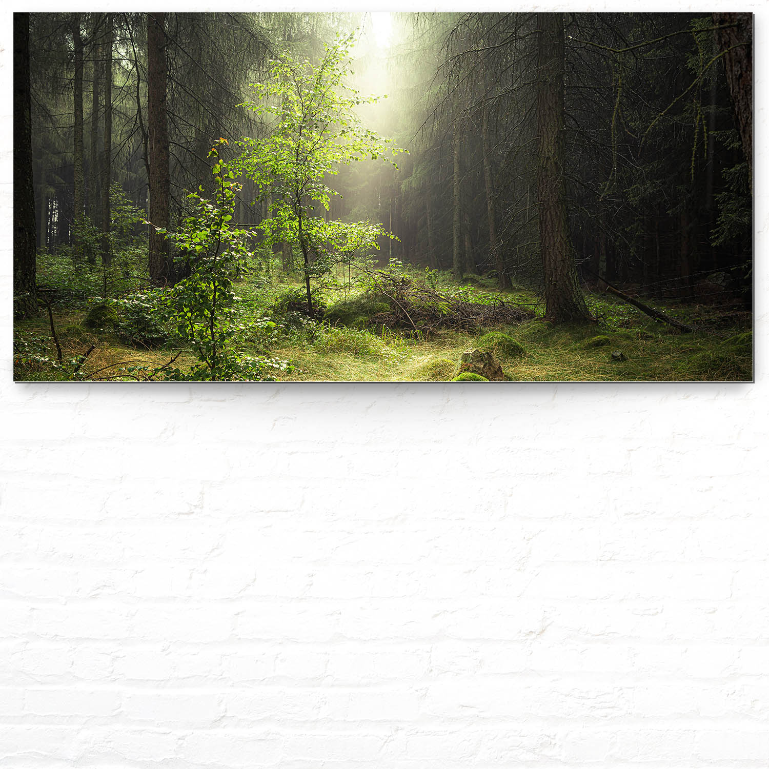 Wald & Bäume Lichtung als Alu-Dibond Bild 120x60cm