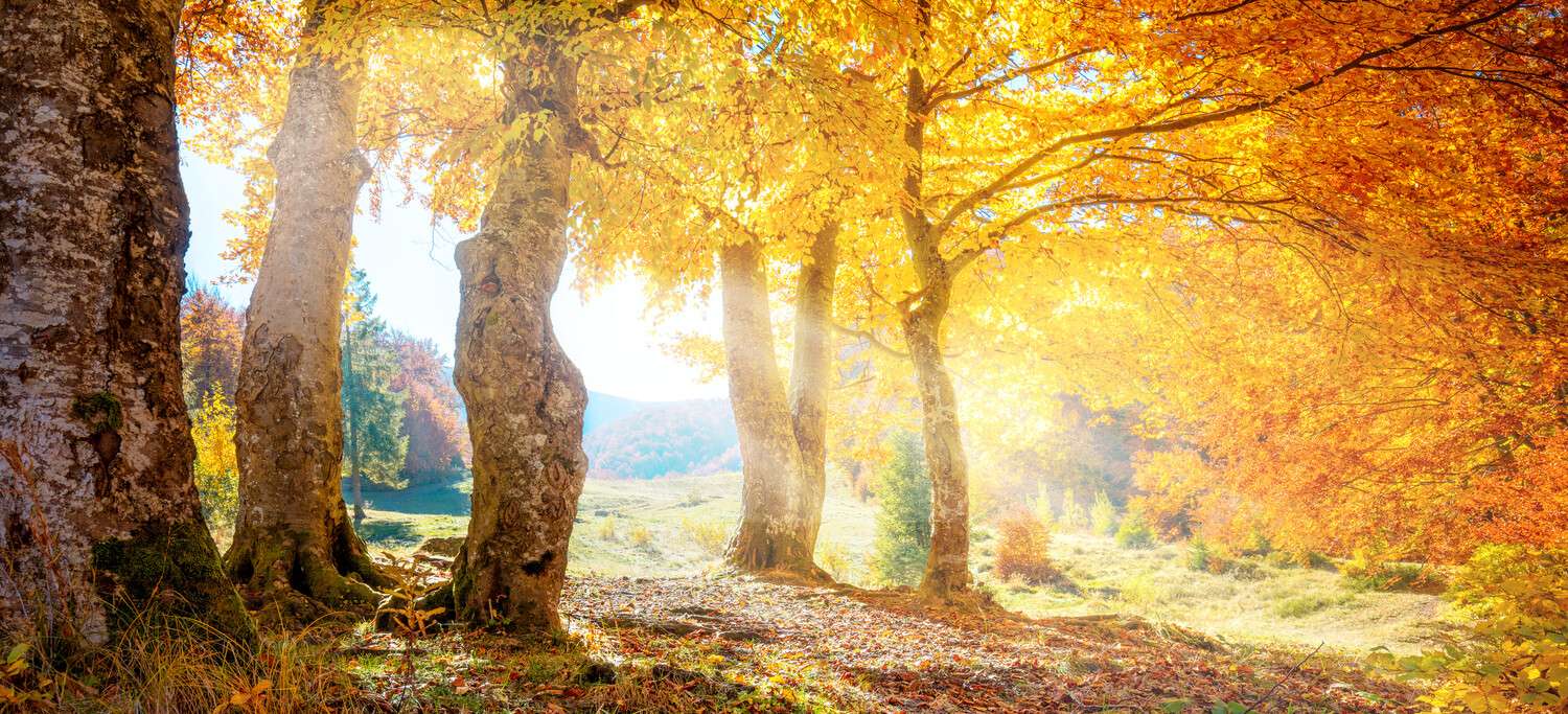 Wald & Bäume Herbst Sonne als Poster 110x50cm