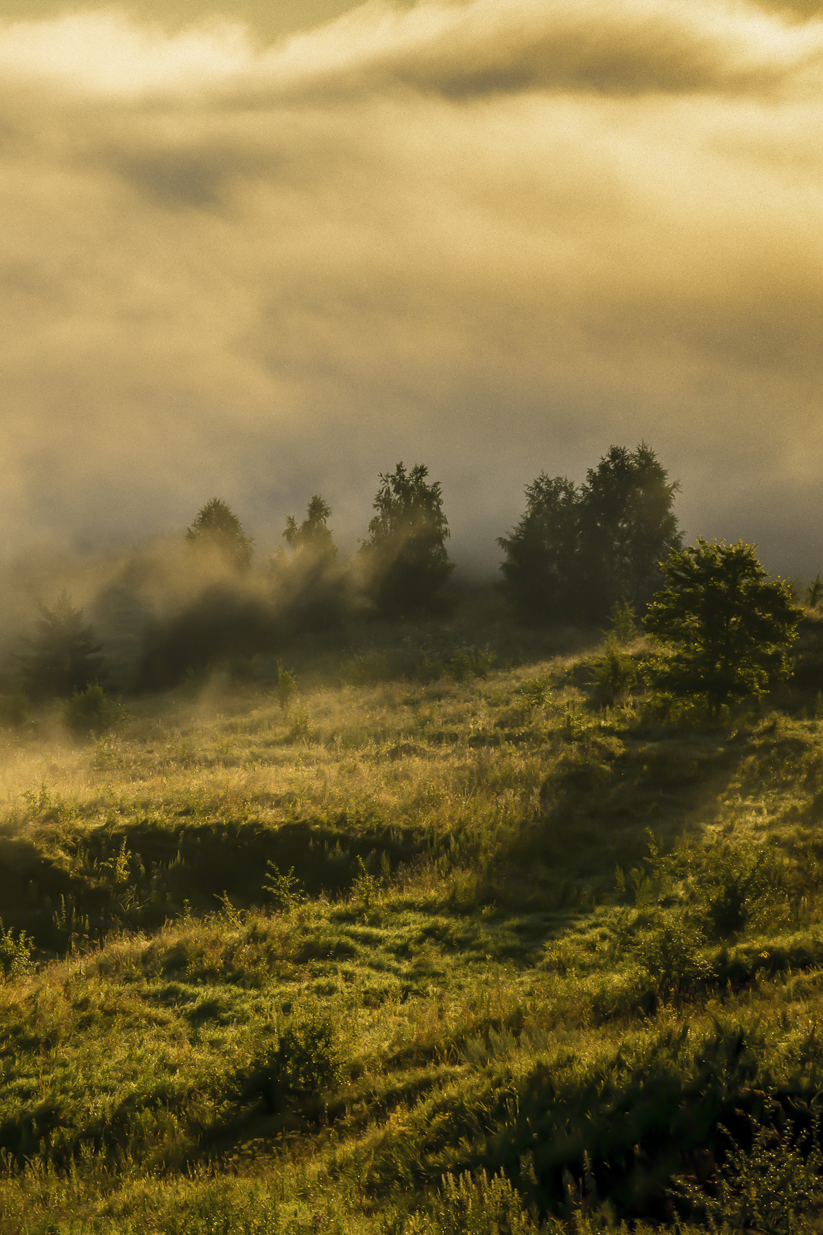 Wald Wiese Nebel am Morgen Poster XXL 100x150cm im Hochformat