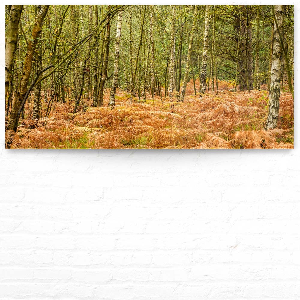 Panorama Acrylglasbild 180x90cm Wald & Bäume Farn im Herbst