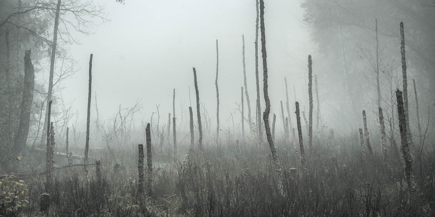 Wald Bäume Sumpfgebiet im schwarzen Bilderrahmen, 180x90cm