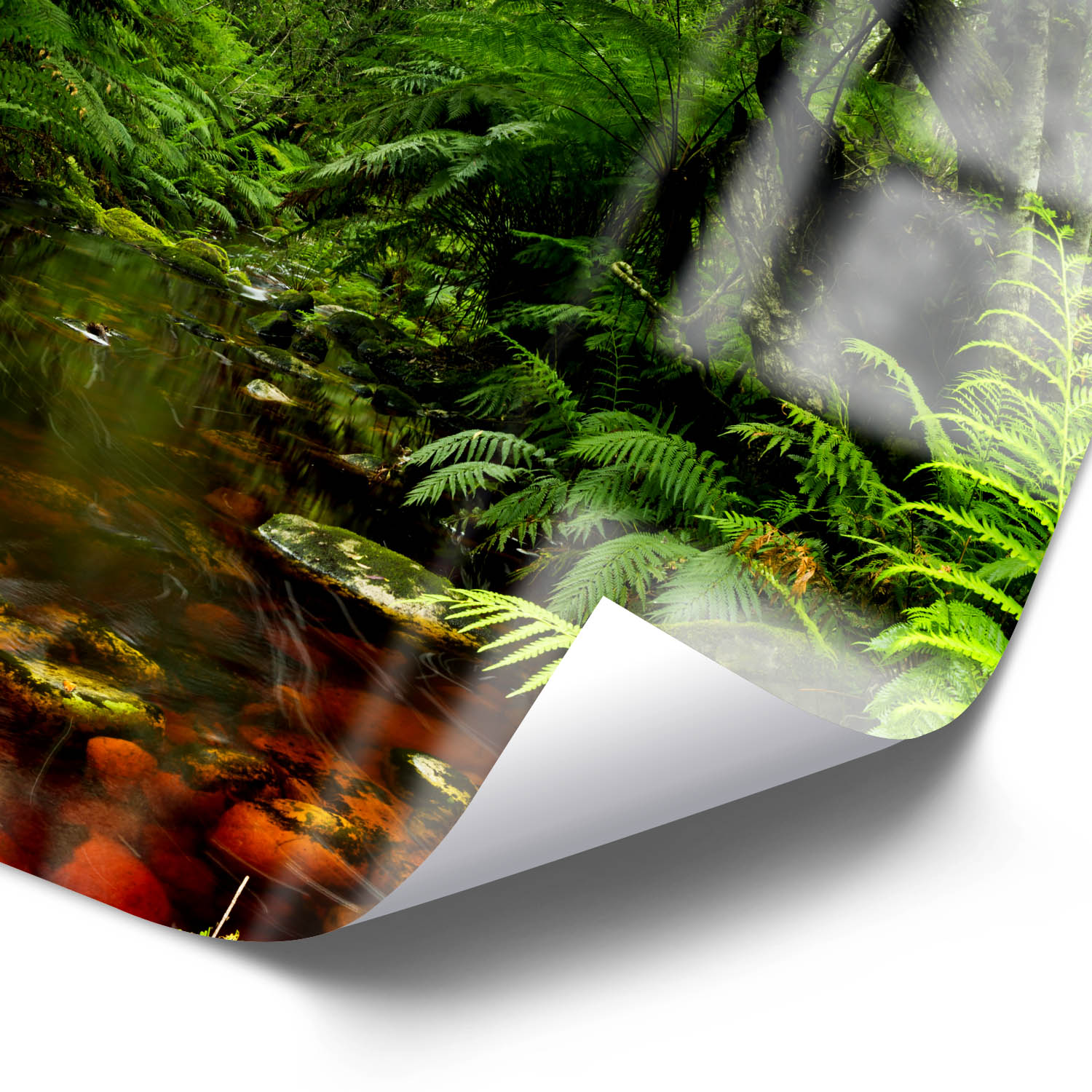 WandPoster Wald & Bäume Wasserlauf, 50x50cm