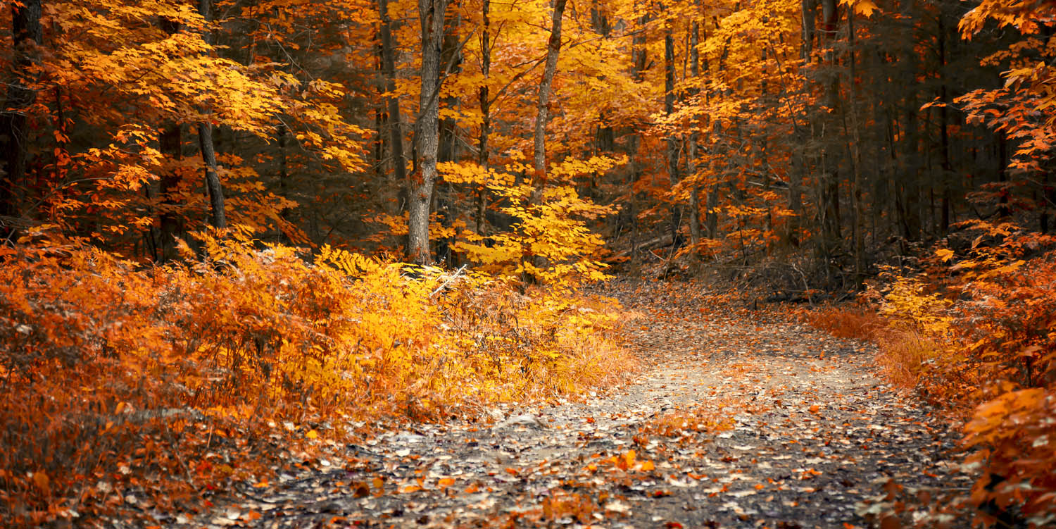 Wald & Bäume Herbst Wanderung II als Acrylglasverbund Bild 180x90cm