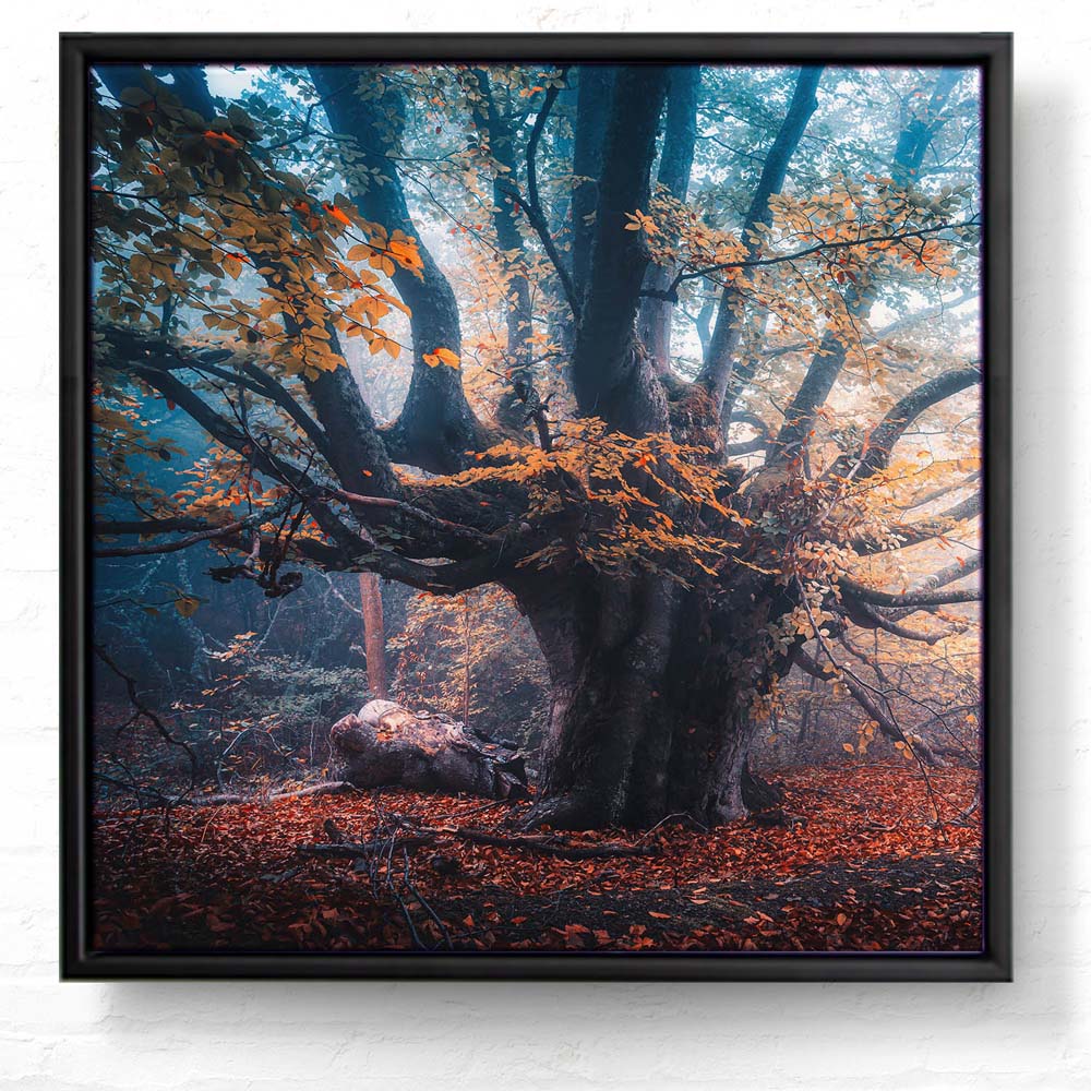 Baum Herbstbuche im schwarzen Bilderrahmen, 50x50cm