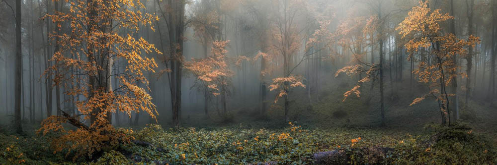 Panorama WandPoster 150x50cm Herbstidylle, Wald