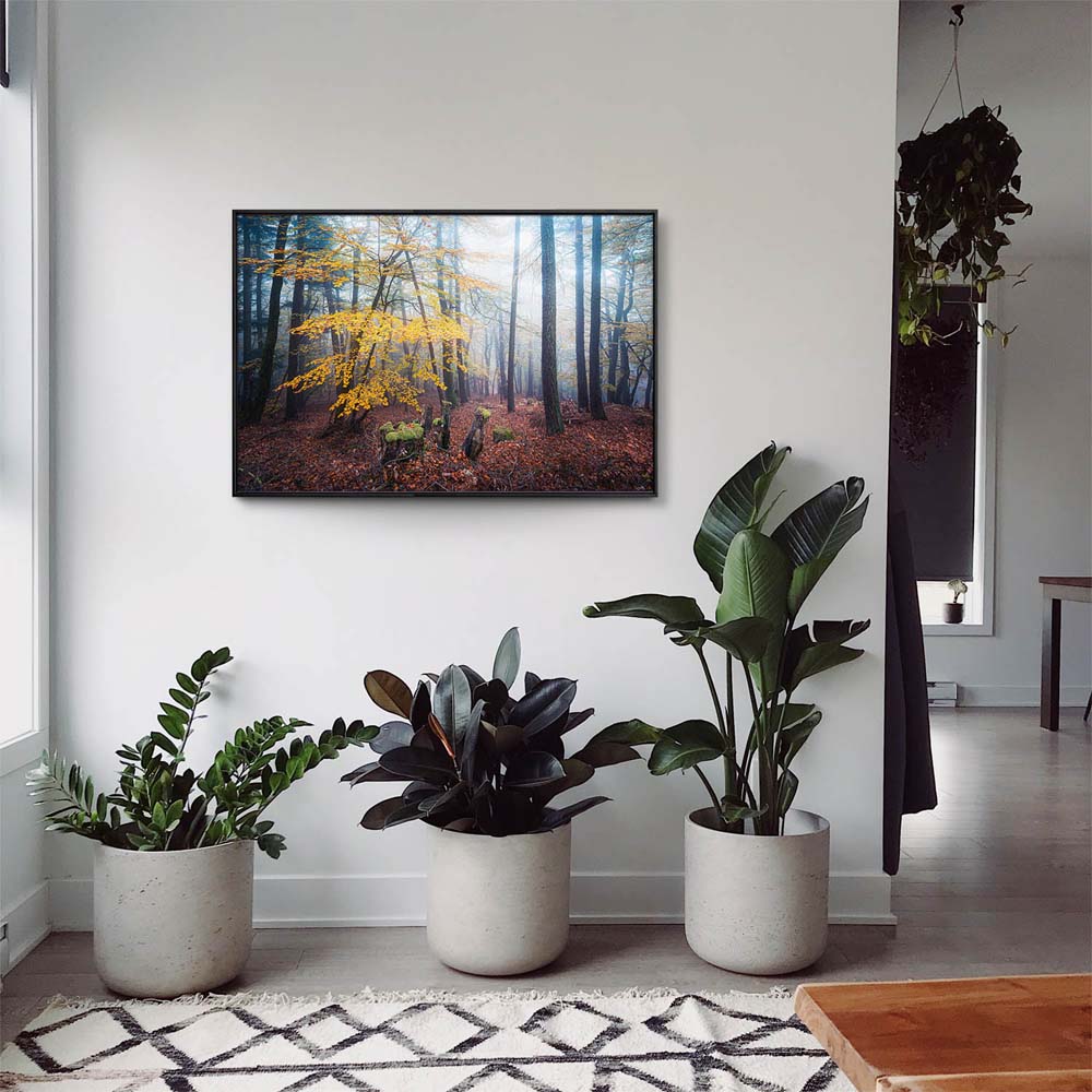 Wald & Nebel Herbst im Pfläzerwald  im schwarzen Bilderrahmen, 180x90cm