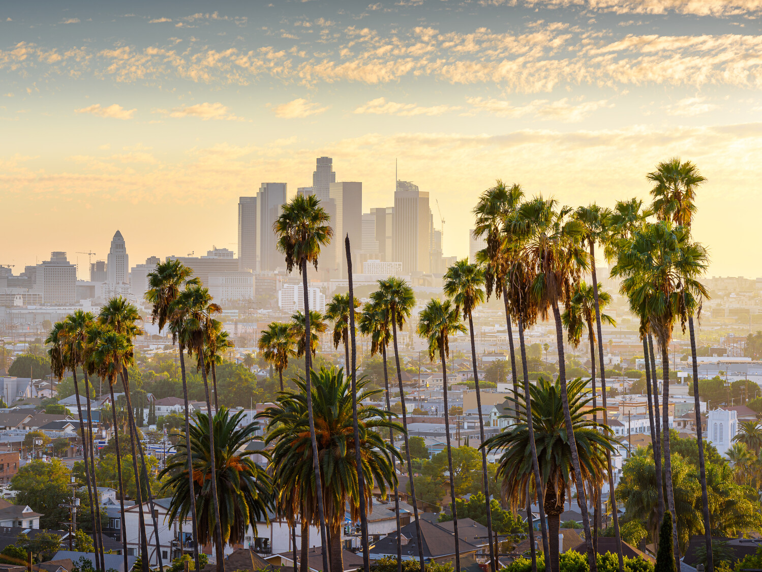 Skyline Los Angeles Palmen