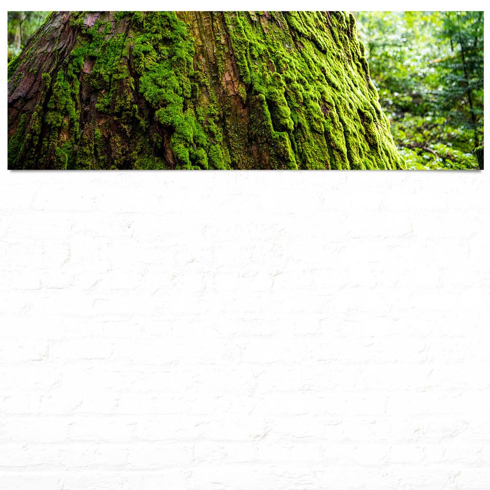 Panorama Poster 150x50cm, Wald & Baum Moos