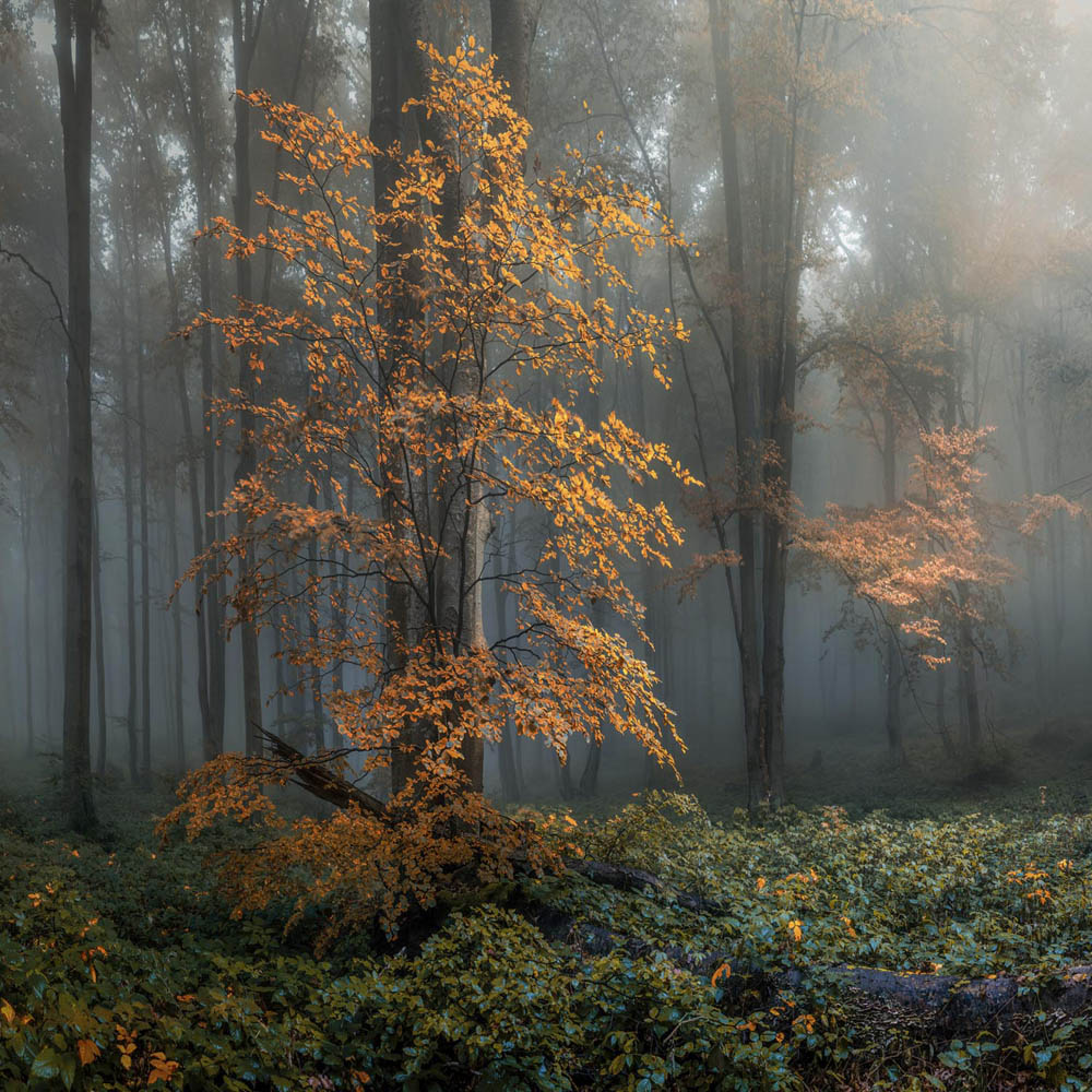 WandPoster Wald Herbstidylle, 50x50cm