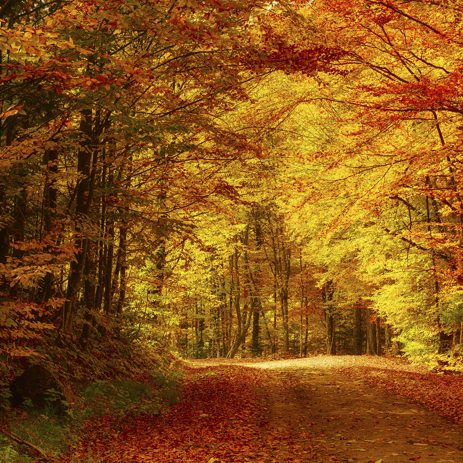 Wald & Bäume Goldener Waldweg im schwarzen Bilderrahmen, 80x80cm