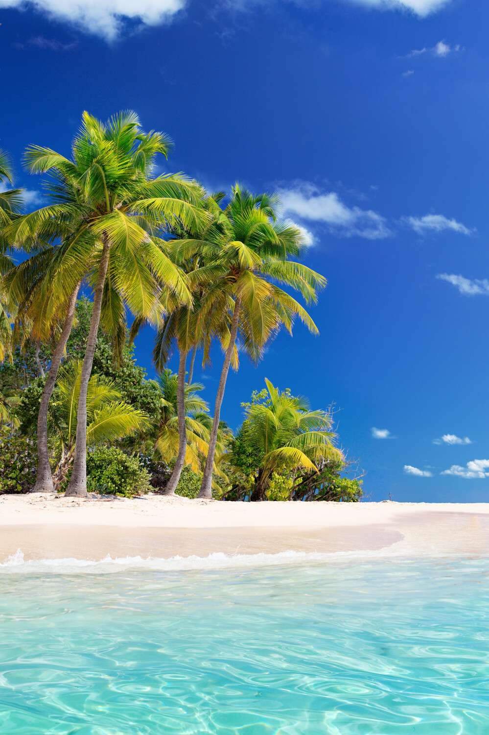 Poster 40x60cm im Hochformat, Beach Palmen Strand & Meer