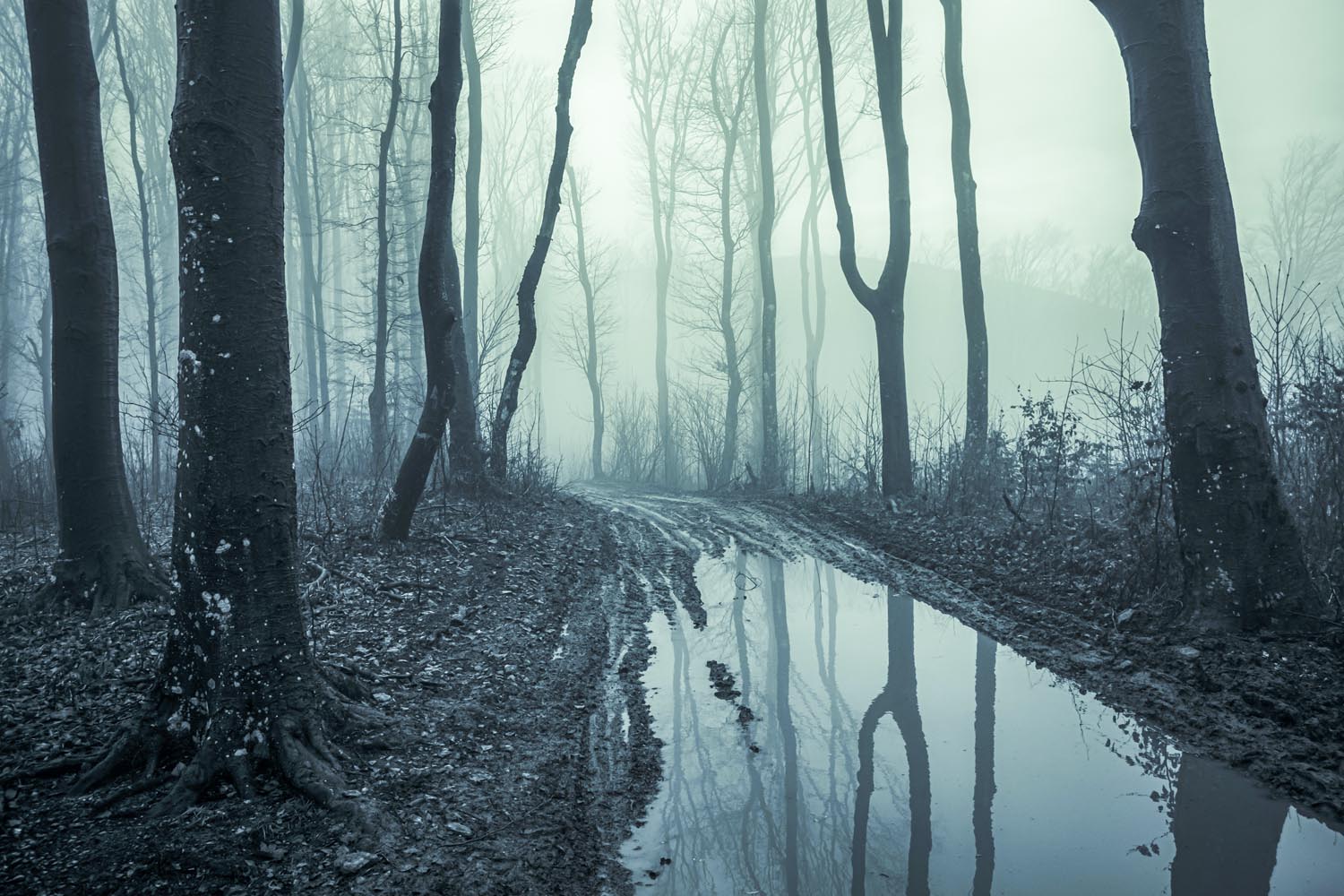 Waldweg Morast