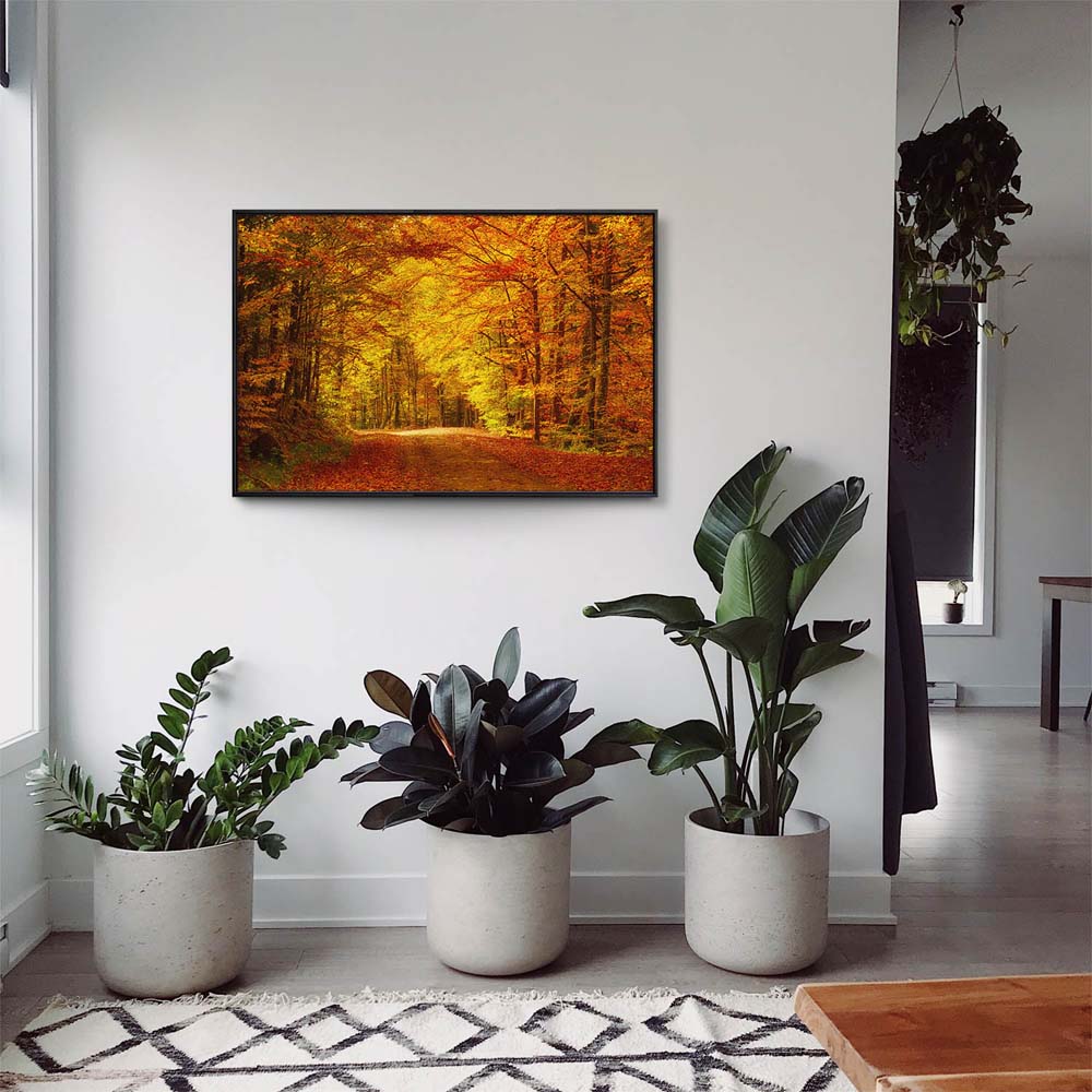 Wald & Bäume Goldener Waldweg im schwarzen Bilderrahmen, 80x80cm