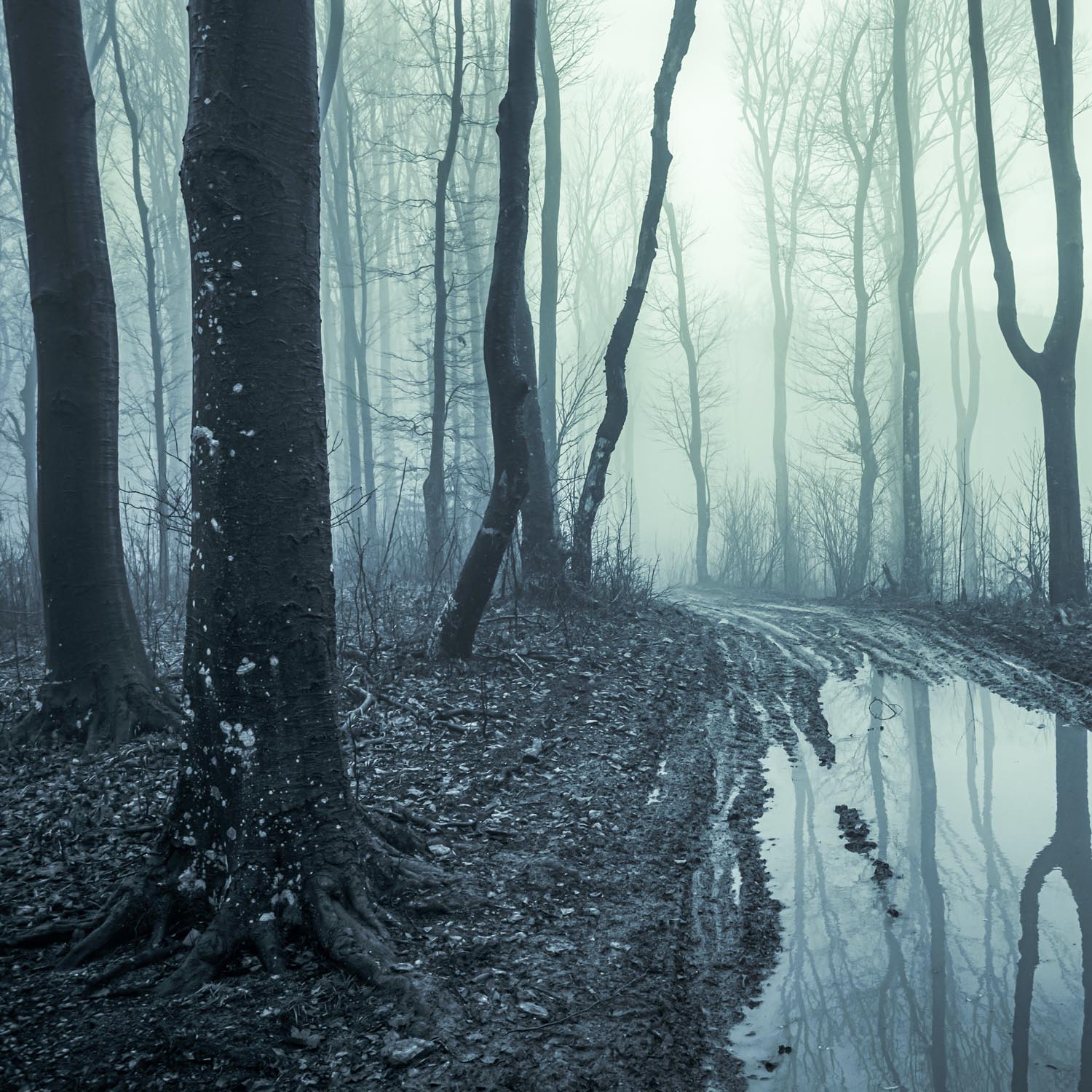 Poster 50x50cm Morast Wald & Bäume