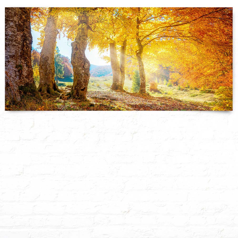 Wald & Bäume Herbst Sonne als Poster 110x50cm