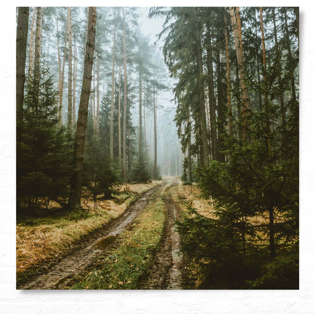 Poster 50x50cm Spaziergang Wald