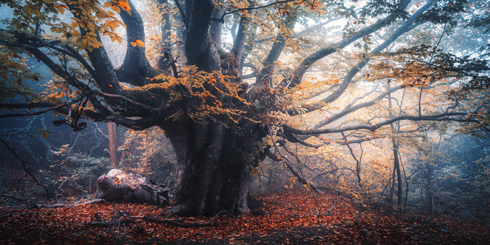 Baum Herbstbuche im weißen Bilderrahmen, 180x90cm