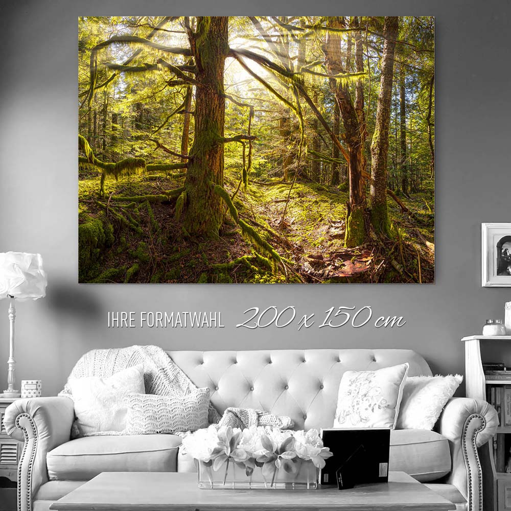 200x150cm großes Alu-Dibond Bild, Wald Baum Sonnenhain