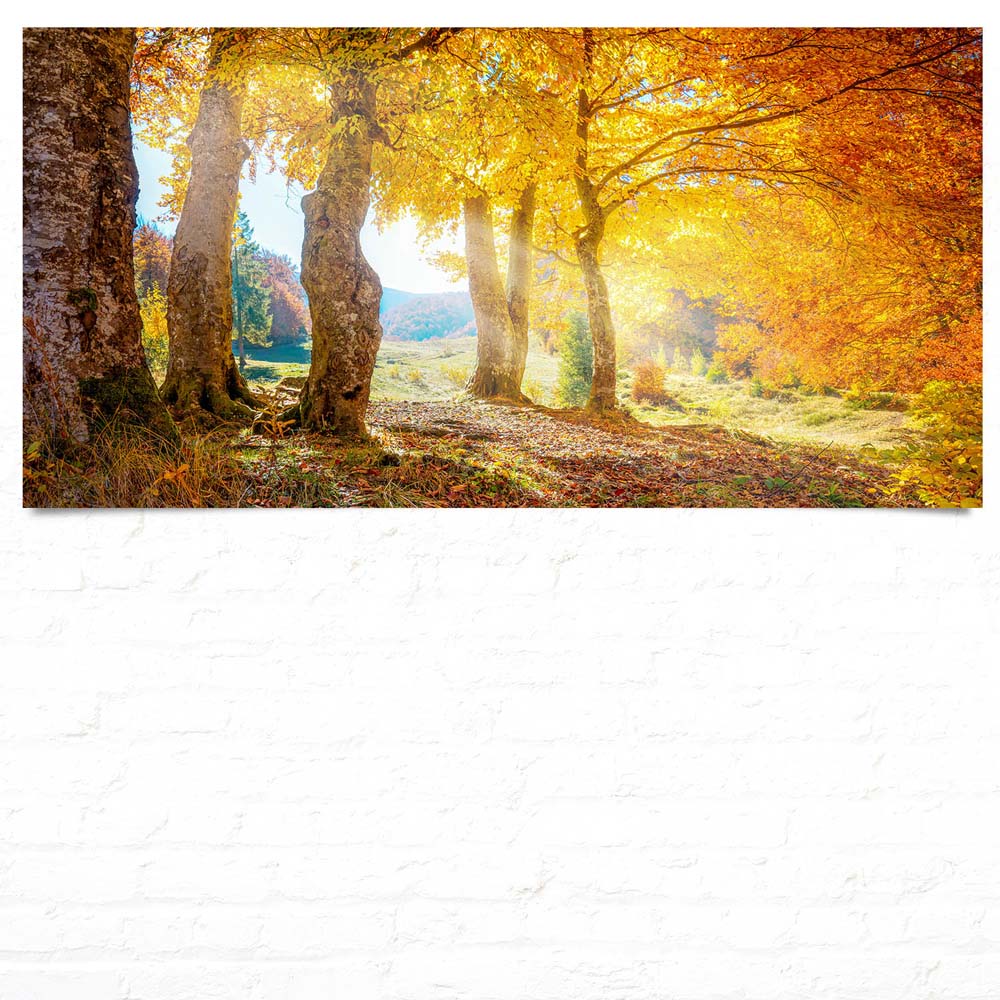 Großformat Poster Wald & Bäume Herbst Sonne, 180x90cm
