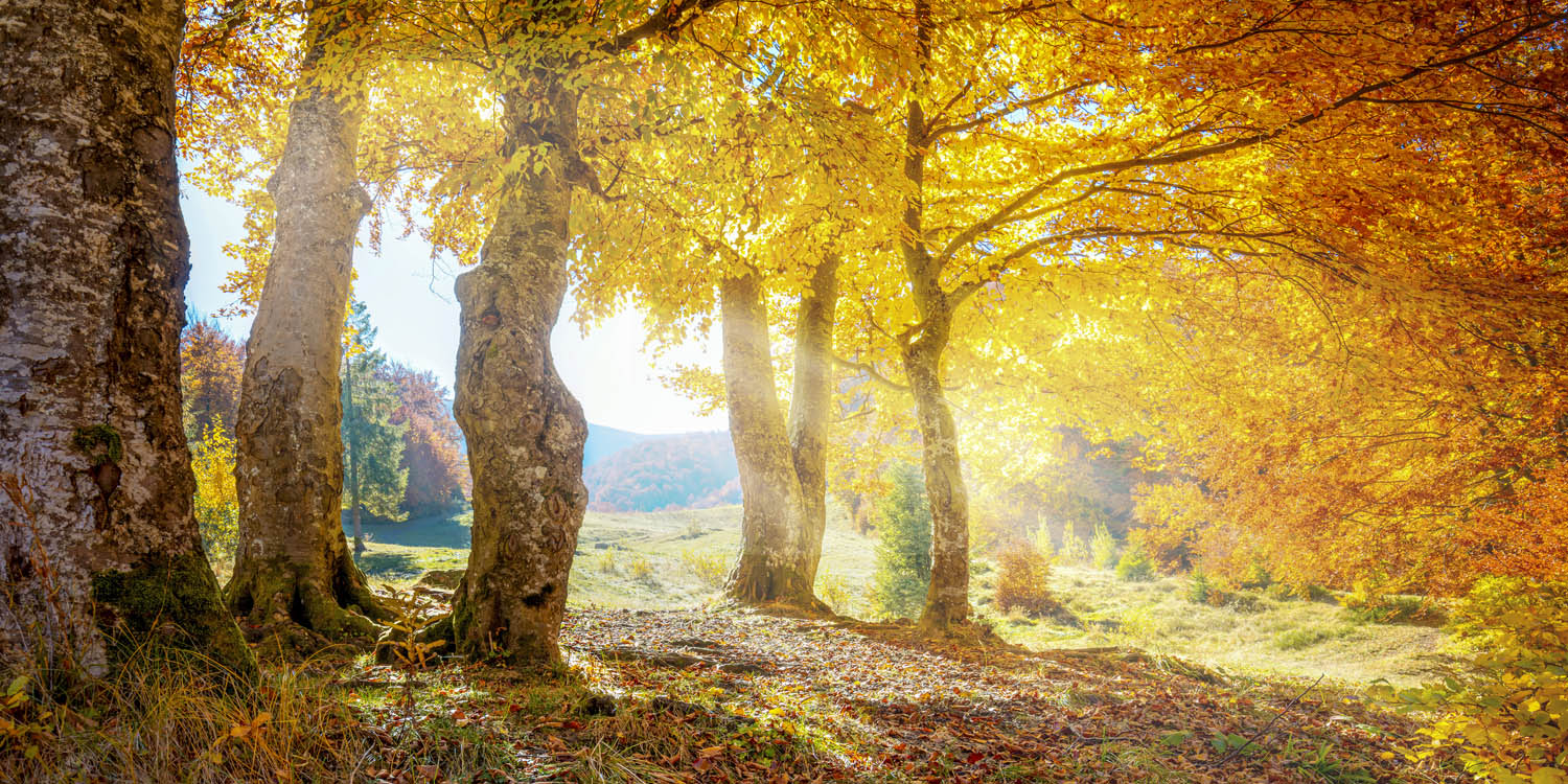 Großformat Poster Wald & Bäume Herbst Sonne, 180x90cm