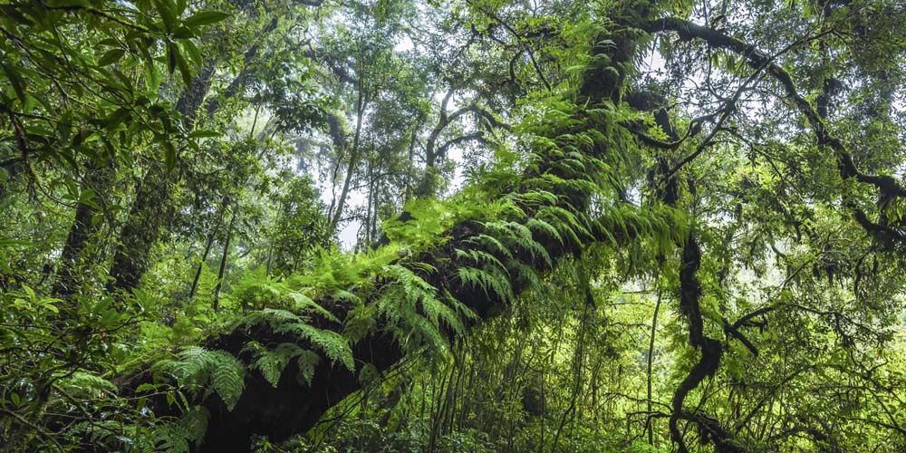 Wald & Bäume Farnimpression als Keilrahmenbild 180x90cm